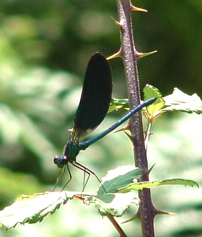 Calopteryx  virgo